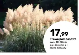Bricomarche Trawa pampasowa oferta