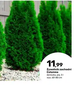 Bricomarche Żywotnik zachodni Columna oferta