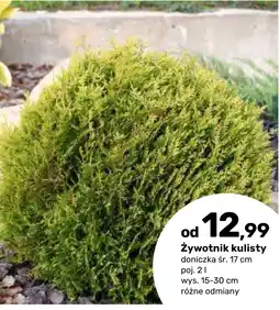 Bricomarche Żywotnik kulisty oferta
