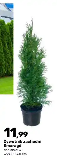 Bricomarche Żywotnik zachodni Smaragd oferta