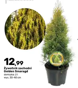 Bricomarche Żywotnik zachodni Golden Smaragd oferta