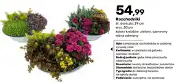 Bricomarche Rozchodniki oferta