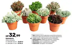 Bricomarche Sukulenty różne odmiany oferta