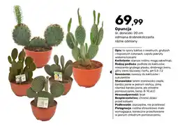 Bricomarche Opuncja oferta