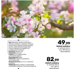 Bricomarche Jabłoń ozdobna oferta