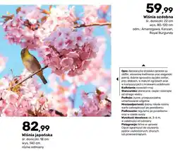 Bricomarche Wiśnia ozdobna oferta