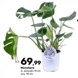 Bricomarche Monstera oferta
