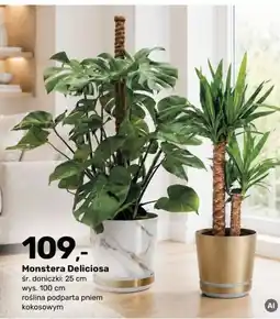 Bricomarche Monstera Deliciosa oferta