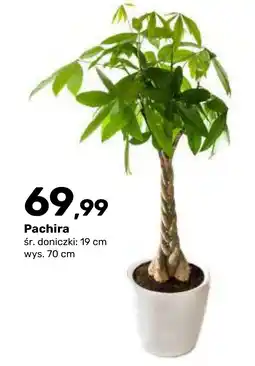 Bricomarche Pachira oferta