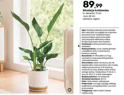 Bricomarche Strelicia królewska oferta