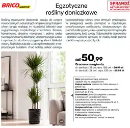 Bricomarche Dracena marginata oferta