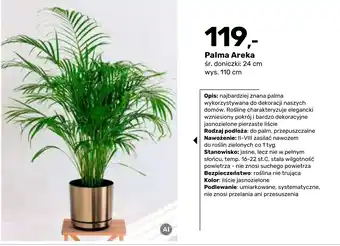 Palma Areka