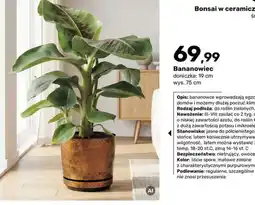 Bricomarche Bananowiec oferta