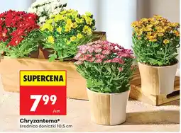 Biedronka Chryzantema oferta