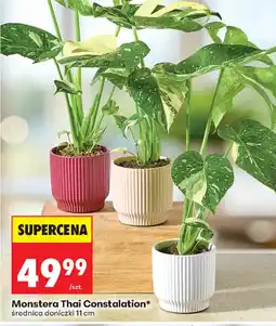 Biedronka Monstera Thai Constalation oferta