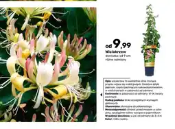 Bricomarche Krzew ozdobny Wiciokrzew oferta