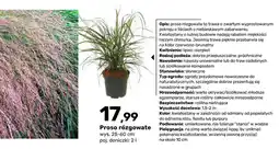 Bricomarche Proso rózgowate wys. 25-60 cm poj. doniczki oferta