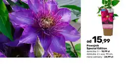 Bricomarche Powojnik Special Edition oferta
