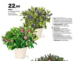 Bricomarche Krzew Hebe oferta