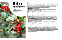 Bricomarche Ostrokrzew na pniu Meservy Blue Maid wys. 22 cm śr. doniczki 15 oferta