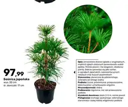 Bricomarche Sośnica japońska oferta