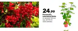 Bricomarche Porzeczka czerwona krzew owocowy oferta