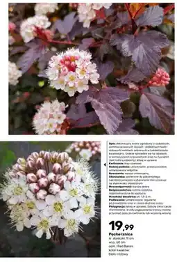 Bricomarche Pęcherznica Red Baron oferta