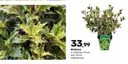 Bricomarche Wończa trójkolorowa oferta