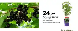 Bricomarche Porzeczka czarna krzew owocowy oferta