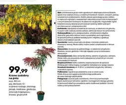 Bricomarche Krzew ozdobny na pniu złotokap wys. 80 cm poj. doniczki oferta