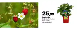 Bricomarche Poziomka krzew owocowy oferta
