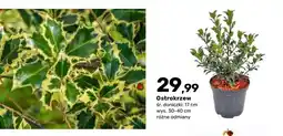 Bricomarche Ostrokrzew oferta