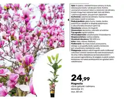 Bricomarche Magnolia oferta