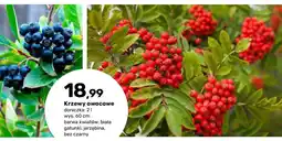 Bricomarche Krzewy owocowe Jarzębina oferta