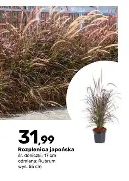 Bricomarche Rozplenica japońska Rubrum oferta