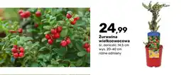 Bricomarche Żurawina wielkoowocowa krzew owocowy oferta