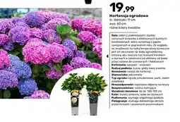 Bricomarche Hortensja ogrodowa śr. doniczki 11 cm wys. 60 oferta