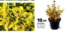 Bricomarche Trzmielina oferta