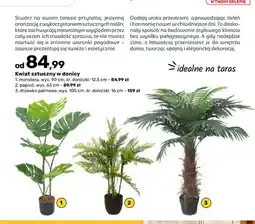 Bricomarche Kwiat sztuczny w donicy monstera oferta