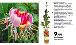 Bricomarche Wiciokrzew oferta