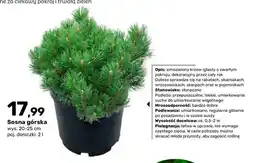 Bricomarche Sosna górska oferta