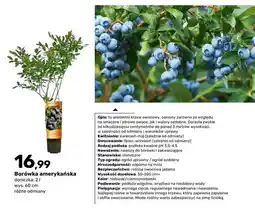 Bricomarche Krzew owocowy Borówka amerykańska doniczka 2 l wys. 60 cm oferta