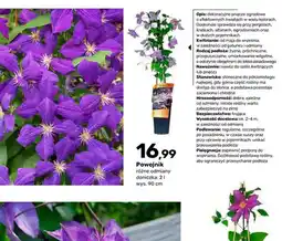 Bricomarche Powojnik oferta