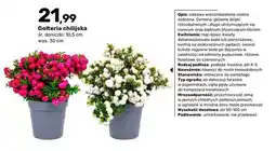 Bricomarche Golteria chilijska oferta
