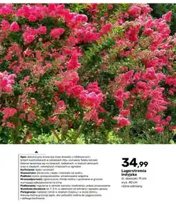 Bricomarche Krzew Lagerstremia indyjska oferta