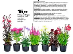 Bricomarche Byliny kwitnące oferta
