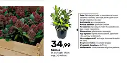 Bricomarche Krzew ozdobny Skimia oferta