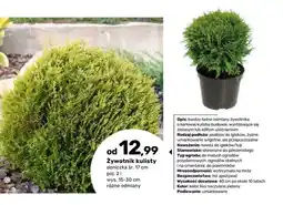 Bricomarche Żywotnik kulisty oferta