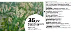 Bricomarche Rozplenica japońska Little bunny oferta