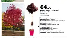 Bricomarche Klon ozdobny szczepiony oferta